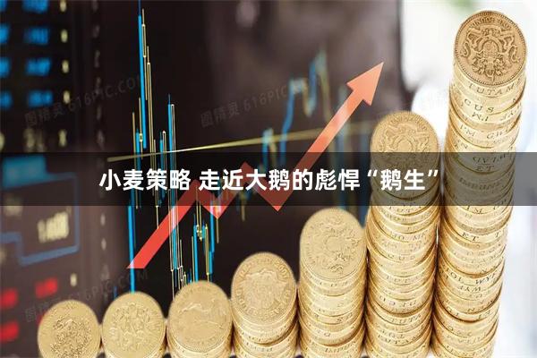 小麦策略 走近大鹅的彪悍“鹅生”